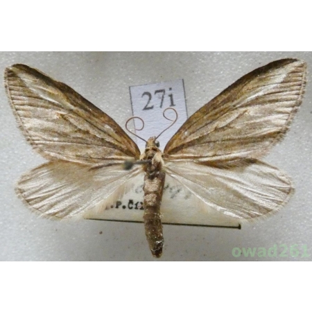 Chesias legatella (Denis & Schiffermüller, 1775) Czech27i